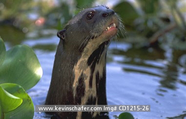 OTTERS, GIANT RIVER: (Pteronura brasiliensis)  Brazil, Pantanal, Mato Grosso, Giant river otter poking its head from the river.