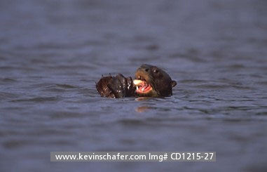 OTTERS, GIANT RIVER: (Pteronura brasiliensis) SE Peru, Amazonia, Lago Sandoval, Giant river otter with fish.