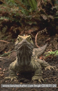 TUATARA: (Sphenodon punctatus) New Zealand, Stephens Island, Primitive endemic reptile which is the only member of the order rhynchocephalia. It is very similar to species known from 200 million years ago.