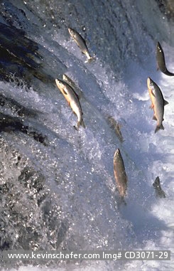SALMON, SOCKEYE  (RED): Jumping sockeye salmon, Brooks Falls,  Katmai National Park, Alaska