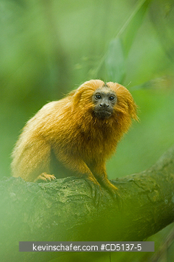 TAMARIN, GOLDEN LION: (Leontopithecus rosalia) WILD, Poco das Antas Reserve, Atlantic Forest, Southeast Brazil.
