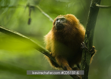 TAMARIN, GOLDEN LION: (Leontopithecus rosalia) WILD, Poco das Antas Reserve, Atlantic Forest, Southeast Brazil.