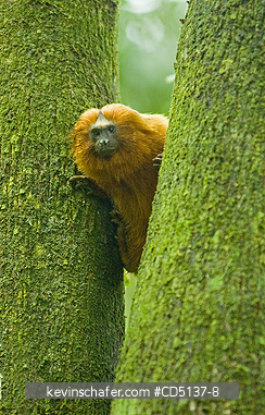TAMARIN, GOLDEN LION: (Leontopithecus rosalia) WILD, Poco das Antas Reserve, Atlantic Forest, Southeast Brazil.