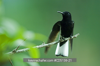 HUMMINGBIRD, BLACK JACOBIN: (Melanotrochilus fuscus), in tree, Itatiaia National Park, Southeast Brazil.