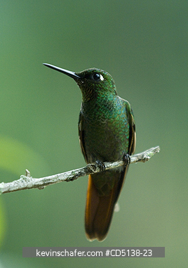 HUMMINGBIRD, BRAZILIAN RUBY: (Clytolaema rubicauda), in tree, Itatiaia National Park, Southeast Brazil.