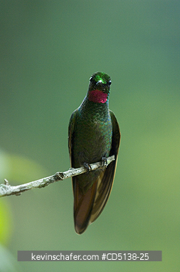 HUMMINGBIRD, BRAZILIAN RUBY: (Clytolaema rubicauda), in tree, Itatiaia National Park, Southeast Brazil.