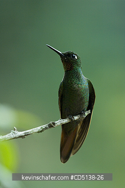 HUMMINGBIRD, BRAZILIAN RUBY: (Clytolaema rubicauda), in tree, Itatiaia National Park, Southeast Brazil.