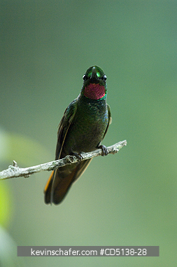 HUMMINGBIRD, BRAZILIAN RUBY: (Clytolaema rubicauda), in tree, Itatiaia National Park, Southeast Brazil.