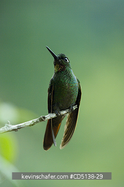 HUMMINGBIRD, BRAZILIAN RUBY: (Clytolaema rubicauda), in tree, Itatiaia National Park, Southeast Brazil.