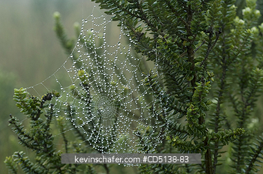BRAZIL: Spider web in tree, Itatiaia National Park, Southeast Brazil.