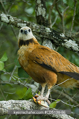 HAWK: (Busarellus nigricollis) Black-collared, Pantanal, Mato Grosso, Brazil.