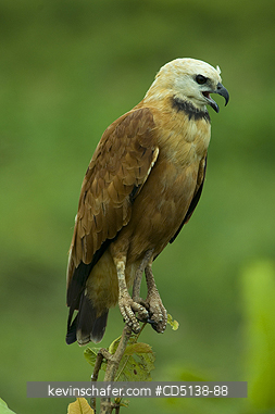 HAWK: (Busarellus nigricollis) Black-collared, Pantanal, Mato Grosso, Brazil.