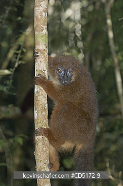 LEMURS: Red-bellied Lemur (Eulemur rubriventer) Female, Andasibe-Mantadia National Park, Madagascar, WILD