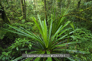 MADAGASCAR: Pandanus grows on floor of Montane rainforest, Andasibe-Mantadia National Park, Madagascar, WILD
