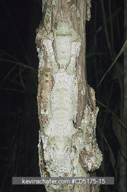 GECKOS: Leaf-tailed Gecko (Uroplatus sikorae), Andasibe-Mantadia National Park, Madagascar, WILD