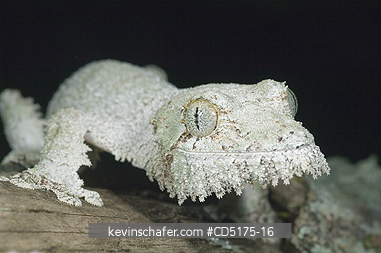 GECKOS: Mossy Leaf-tailed Gecko (Uroplatus sikorae), Andasibe-Mantadia National Park, Madagascar
WILD