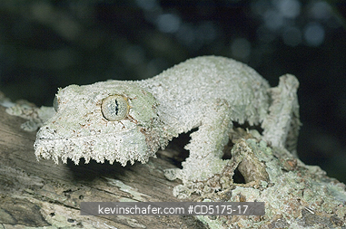 GECKOS: Mossy Leaf-tailed Gecko (Uroplatus sikorae), Andasibe-Mantadia National Park, Madagascar
WILD