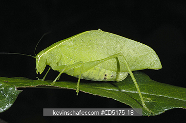 KATYDID: Leaf-Mimic Katydid,  Andasibe-Mantadia National Park, Madagascar, WILD