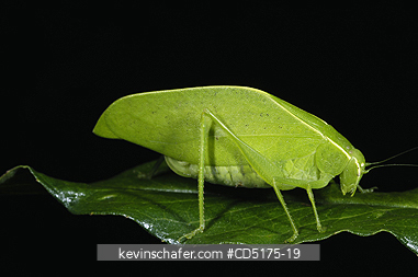 KATYDID: Leaf-Mimic Katydid,  Andasibe-Mantadia National Park, Madagascar, WILD