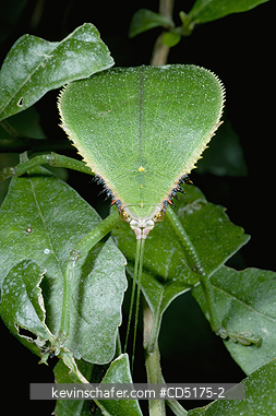 INSECTS: Giant leaf-mimic katydid (Aspidonotus spinosus) Andasibe-Mantadia National Park, Madagascar, WILD
