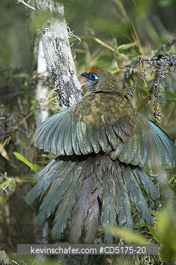 BIRD, COUA: Red-fronted Coua (Coua reynaudii) Takes sun bath, Andasibe Mantadia National Park, Madagascar
