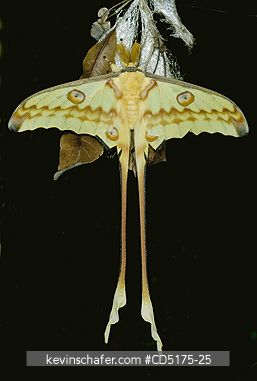 MOTHS: Comet Moth (Argema mittrei), Emerging from Cocoon, Madagscar