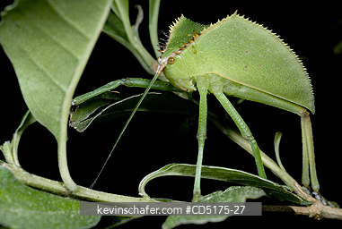 INSECTS: Leaf-mimic Shield Bug, Andasibe-Mantadia National Park, Madagascar, WILD
