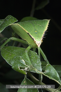 INSECTS: Leaf-mimic Shield Bug, Andasibe-Mantadia National Park, Madagascar, WILD