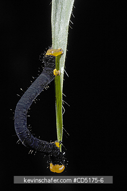 INSECTS: Inchworm (Unknown species), Andasibe Mantadia National Park / Perinet Reserve, Madagascar, August 2006