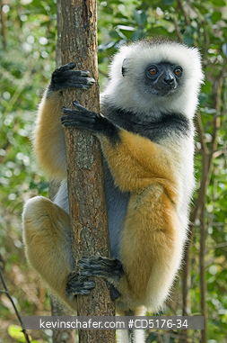 SIFAKAS: Diademed Sifaka (Propithecus diadema), Endangered, Andasibe-Mantadia National Park, Madagascar, August 2006  CAPTIVE
