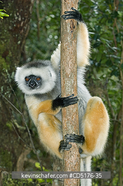 SIFAKAS: Diademed Sifaka (Propithecus diadema),  endangered, Andasibe-Mantadia National Park, Madagascar, August 2006  CAPTIVE
