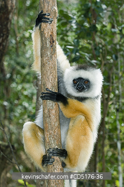 SIFAKAS: Diademed Sifaka (Propithecus diadema), Endangered, Andasibe-Mantadia National Park, Madagascar, August 2006  CAPTIVE
