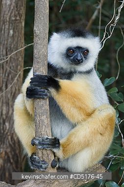 SIFAKAS: Diademed Sifaka (Propithecus diadema), endangered, Andasibe-Mantadia National Park, Madagascar, August 2006 CAPTIVE  
