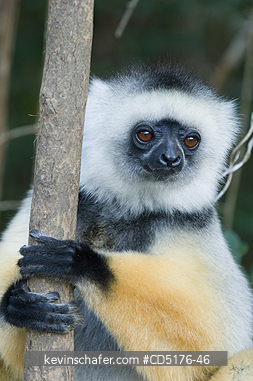 SIFAKAS: Diademed Sifaka (Propithecus diadema), endangered, Andasibe-Mantadia National Park, Madagascar, August 2006  CAPTIVE
