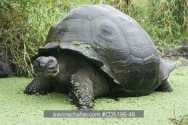 TORTOISES: Galapagos Giant Tortoise, (Geochelone elephantopus), WILD, Santa Cruz island, ECUADOR