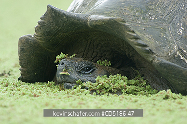 TORTOISES: Galapagos Giant Tortoise, (Geochelone elephantopus), WILD, Santa Cruz island, ECUADOR