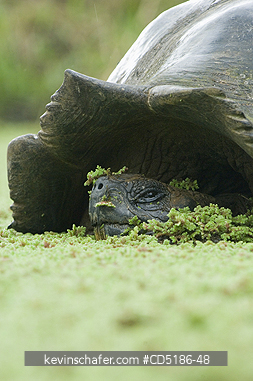 TORTOISES: Galapagos Giant Tortoise, (Geochelone elephantopus), WILD, Santa Cruz island, ECUADOR