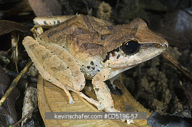 FROGS: Rainforest frog (Unknown species) Buenaventura Reserve, El Oro, W. ECUADOR