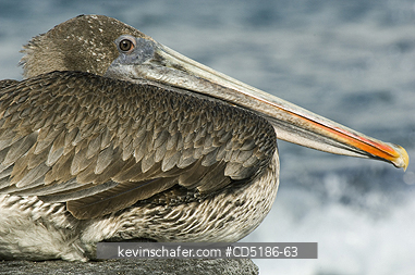 PELICANS: Brown Pelican, (Pelecanus occidentalis), juvenile in profile, Galapagos, Ecuador.