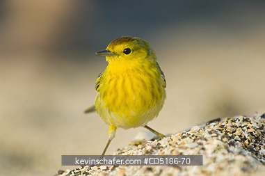 WARBLERS, BIRDS: Yellow or Mangrove warbler, (Dendroica petechia bryanti)  Santiago I., Galapagos.