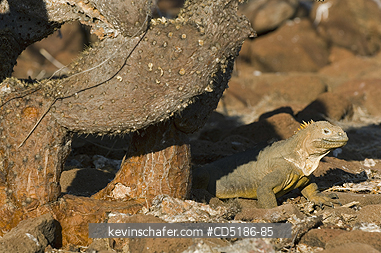 IGUANAS: Gal�pagos Land Iguana, (Conolophus subcristatus), North Seymour island, GALAPAGOS, ECUADOR
