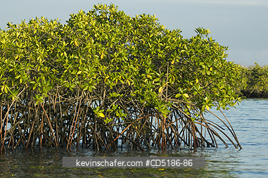 GALAPAGOS, TREES: Red Mangrove Trees, (Rhizophora mangle), Santa Cruz is., GALAPAGOS Islands, Ecuador