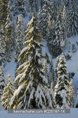 WASHINGTON, US: Winter trees with fresh snow, Snoqualmie Pass Washington CASCADE MOUNTAINS, USA. SOFT FOCUS
