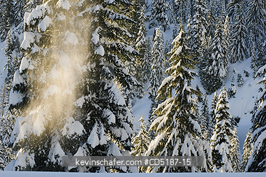 WASHINGTON, US: Winter trees with fresh snow, Snoqualmie Pass  Washington CASCADE MOUNTAINS, USA.