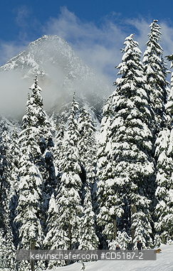 WASHNGTON, US: Winter trees with fresh snow, Snoqualmie Pass GUYE PEAK 5168 feet high, Washington CASCADE MOUNTAINS, USA.