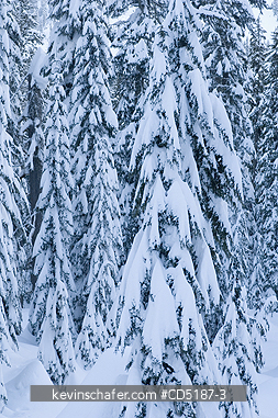 WASHINGTON, US: Winter trees with fresh snow, Snoqualmie Pass GUYE PEAK 5168 feet high, Washington CASCADE MOUNTAINS, USA.
