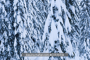 WASHINGTON, US: Winter trees with fresh snow, Snoqualmie Pass GUYE PEAK 5168 feet high, Washington CASCADE MOUNTAINS, USA.