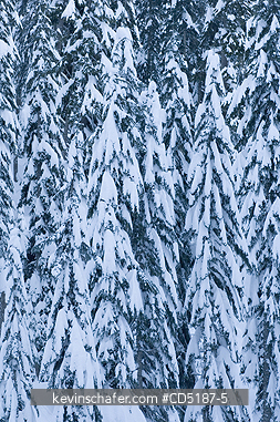 WASHINGTON, US: Winter trees with fresh snow, Snoqualmie Pass Washington CASCADE MOUNTAINS, USA.