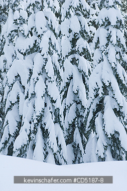 WASHINGTON, US: Winter trees with fresh snow, Snoqualmie Pass , Washington CASCADE MOUNTAINS, USA. SOFT FOCUS