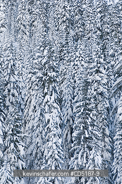 WASHINGTON, US: Winter trees with fresh snow, Snoqualmie Pass  Washington CASCADE MOUNTAINS, USA. SOFT FOCUS